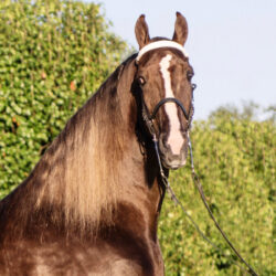 ARM’S DEAL FOR REAL M.