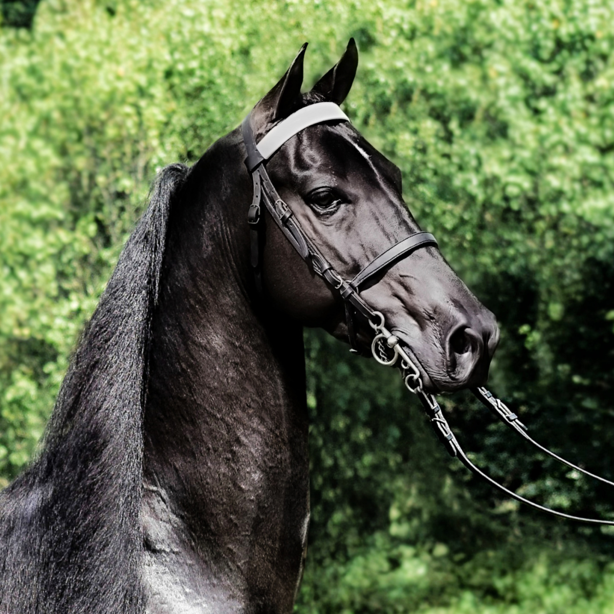 STAR OF RITZ - Sugar Creek