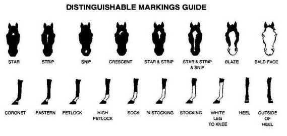 Markings guide