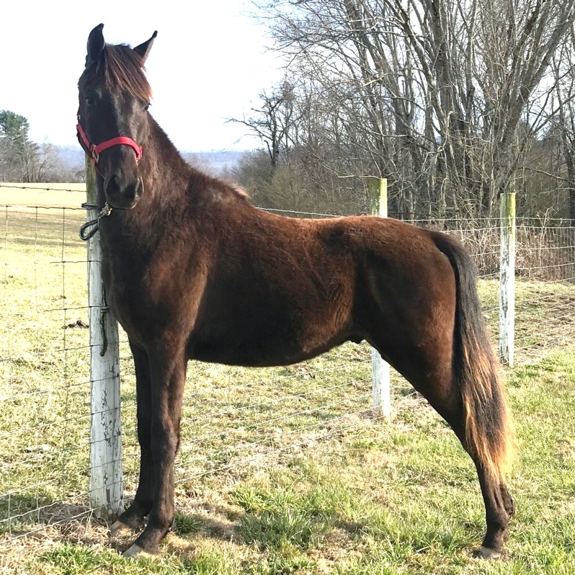 10 Ebonys Reved Up 22100578 Fall Yearling Sired By Many Time Lite Shod World Champion Revs 