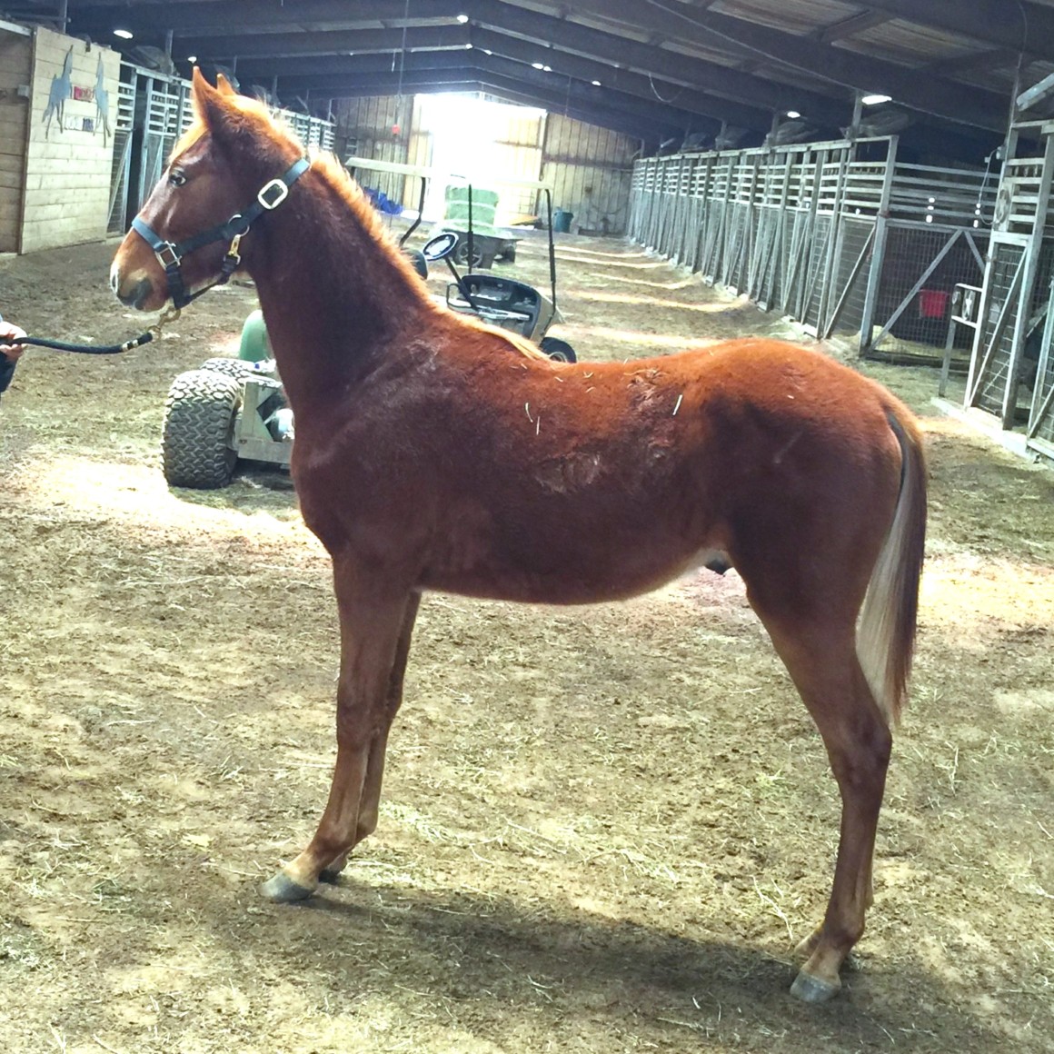 33) HONORED ADONIS 22102234 – Yearling Stallion sired by Honors out of ...