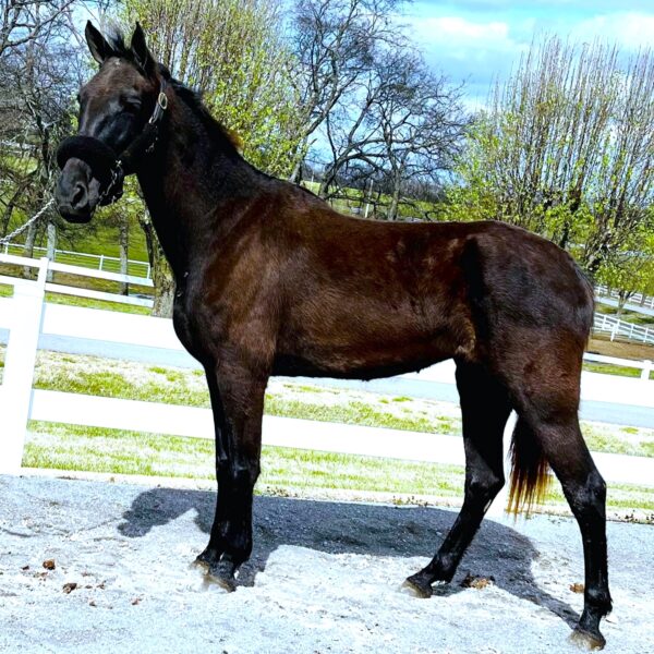 23-let-s-make-a-splash-thf-21700963-open-broodmare-sired-by-wgc