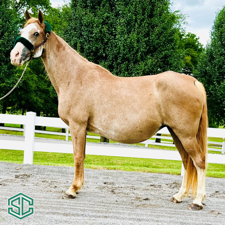 11) CHIQUITA BANANA 20602377 a daughter of Jose’ Jose’ out of a