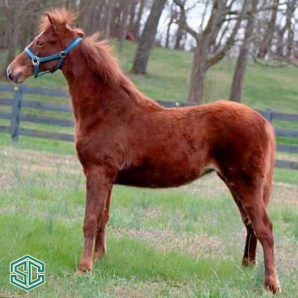 13 Charlie Is My Papa 22300208 – Only A Weanling This Sharp Daughter