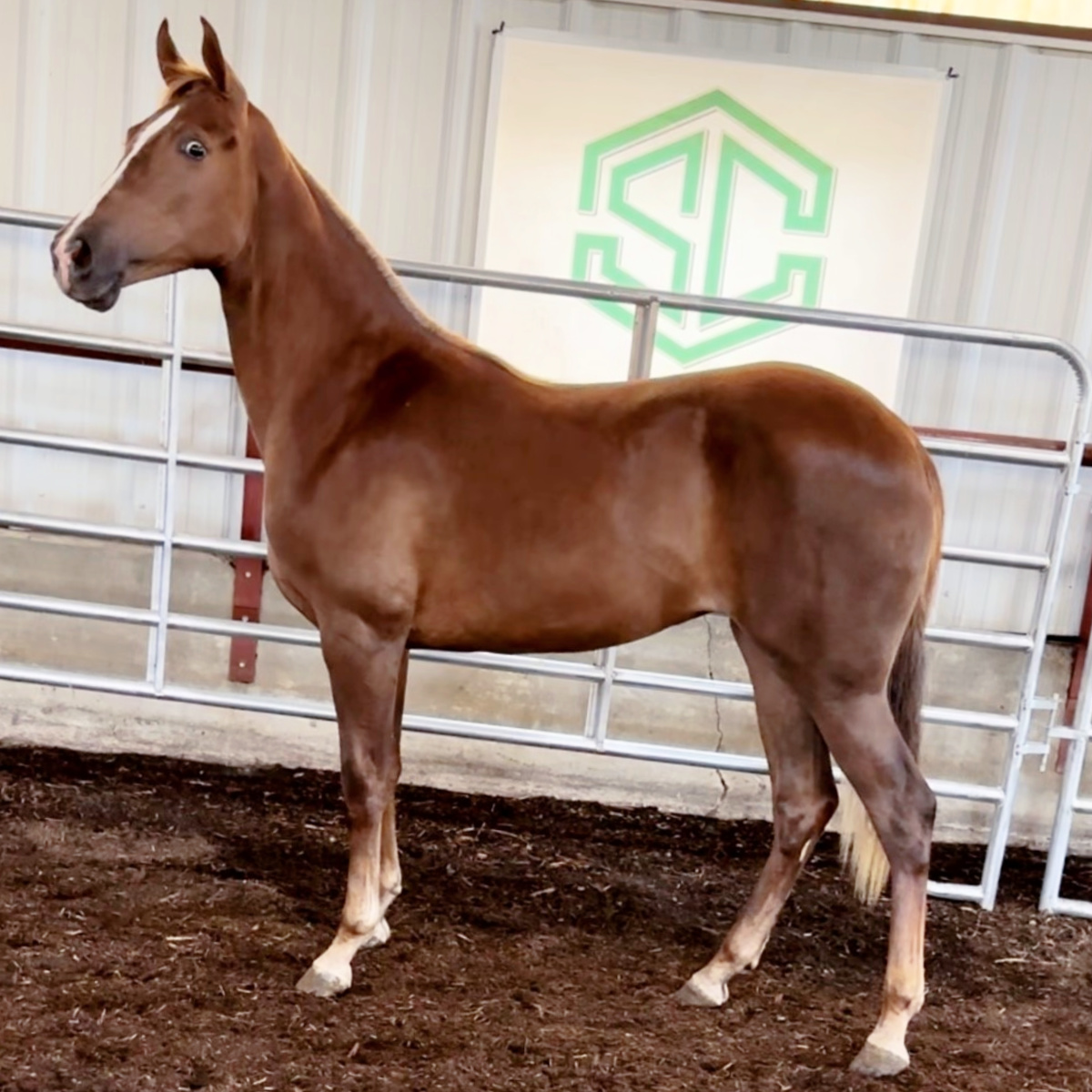 B 03 Dixie Ambush She Is – A Yearling Filly Sired By Popular Sire Jose