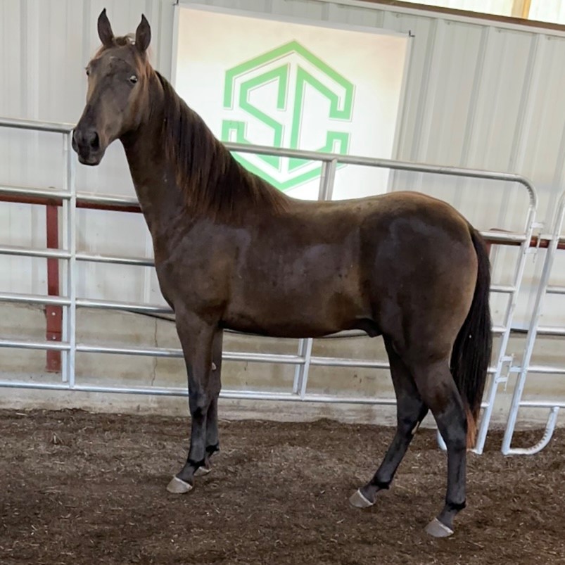 A-05) HE’S STAR’S DELIGHT – A yearling stallion sired by WGC Star Of ...