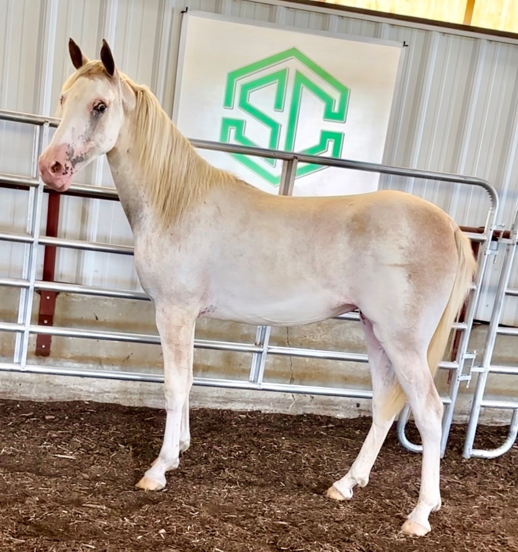 B 49 Its All About Time – A Beautiful Sabino Yearling Filly Sired By