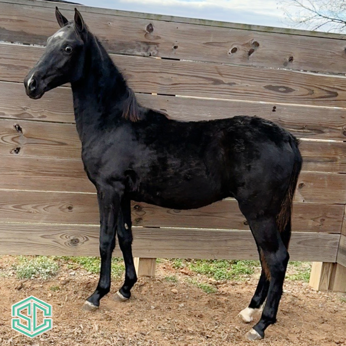 02) RAZOR 22300327 A Fall Weanling stallion sired by WGC Gen A’Mighty