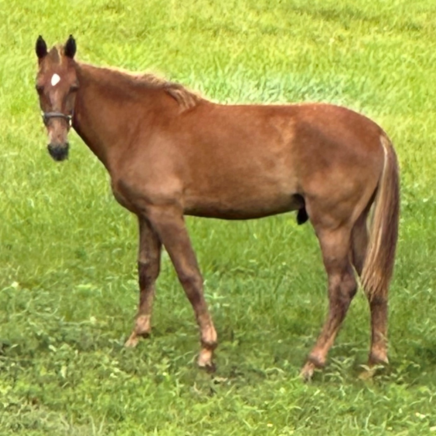 Os 06 Once – A Fall Weanling Sired By Wgc Walk Time Charlie Out Of