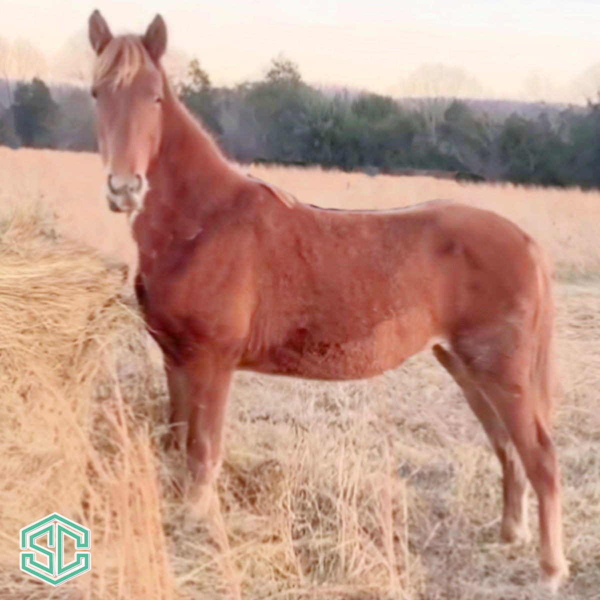 37 Charlies Dangerous Woman 22300240 – Just A Weanling Sired By Wgc
