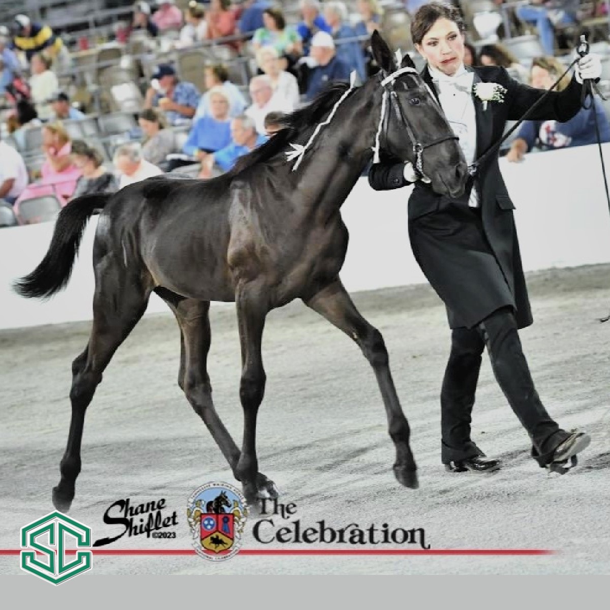 08) FOR DOLLY’S HONOR – A Daughter Of 2016 World Grand Champion Honors ...