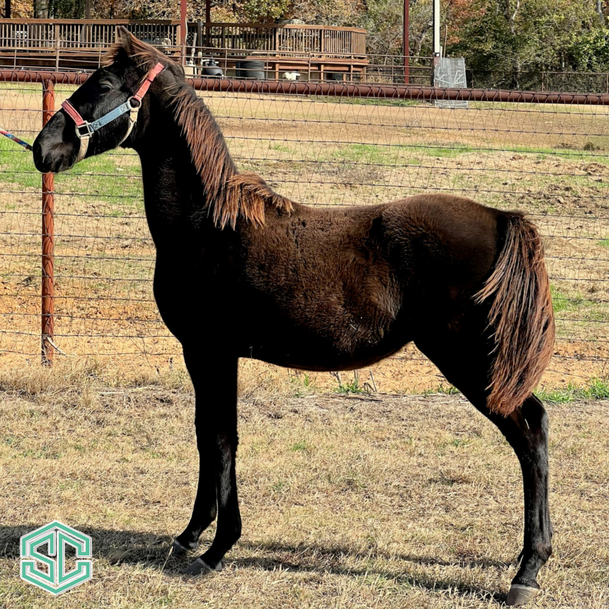 37 Pending Registration 23 Lined In Bama X Honors – This Colt Is