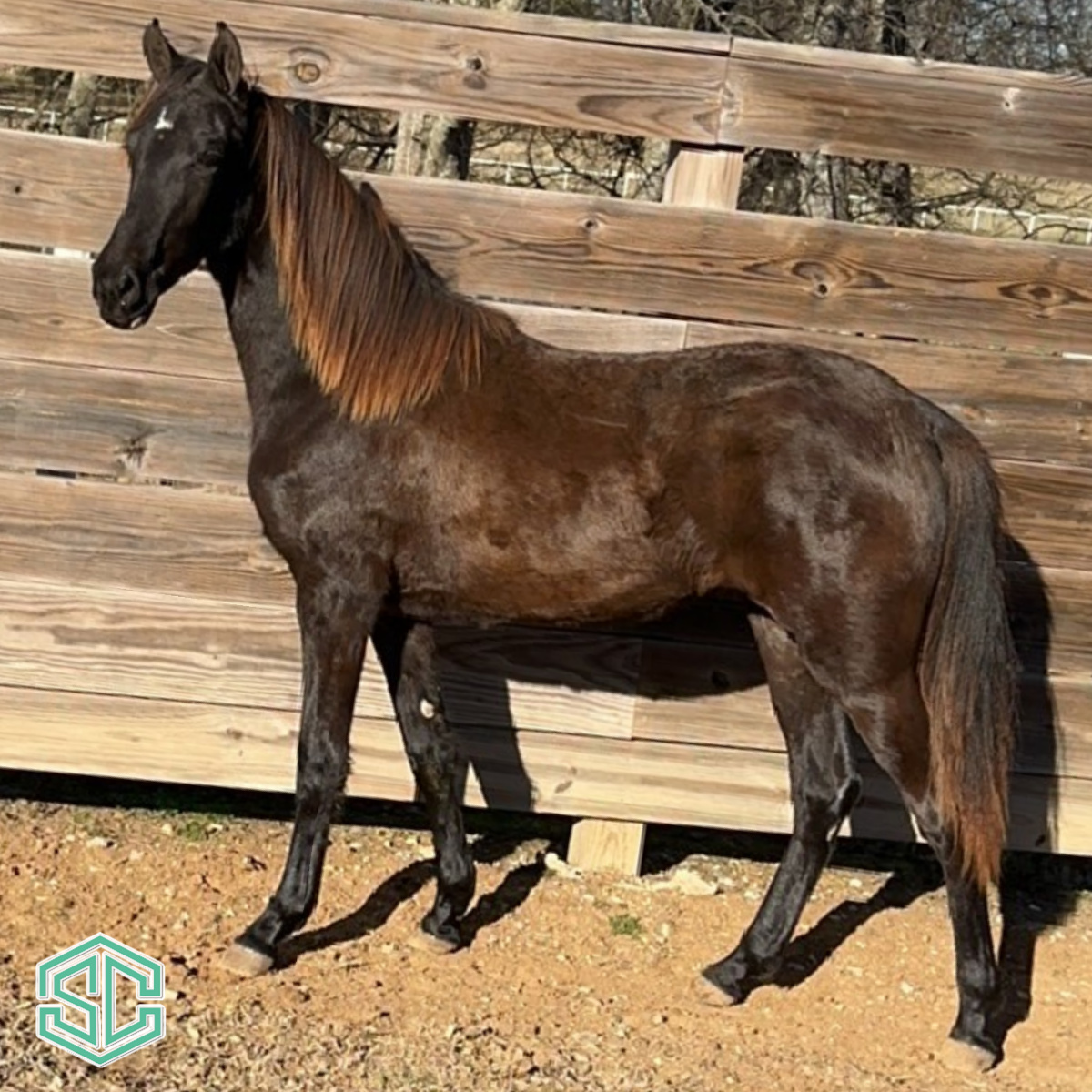 57 Jazz Revival 22300087 – Fall Weanling Filly And One Of The First