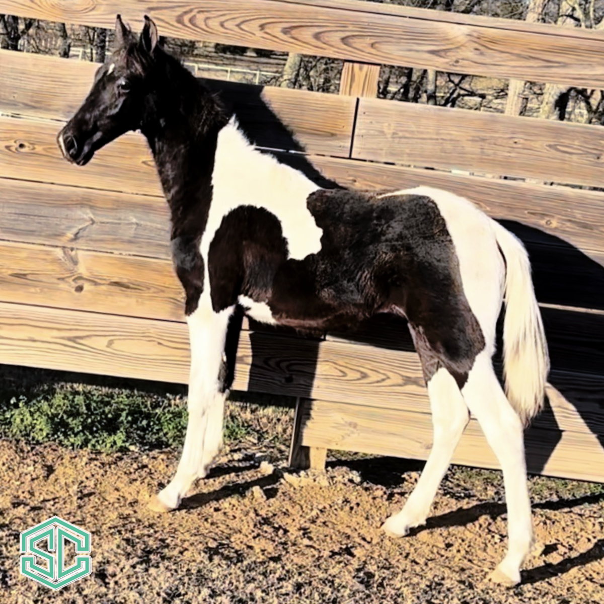 67) MILK SHAKE 22301355 – A World Famous Tobiano son of Hytone’s Match ...