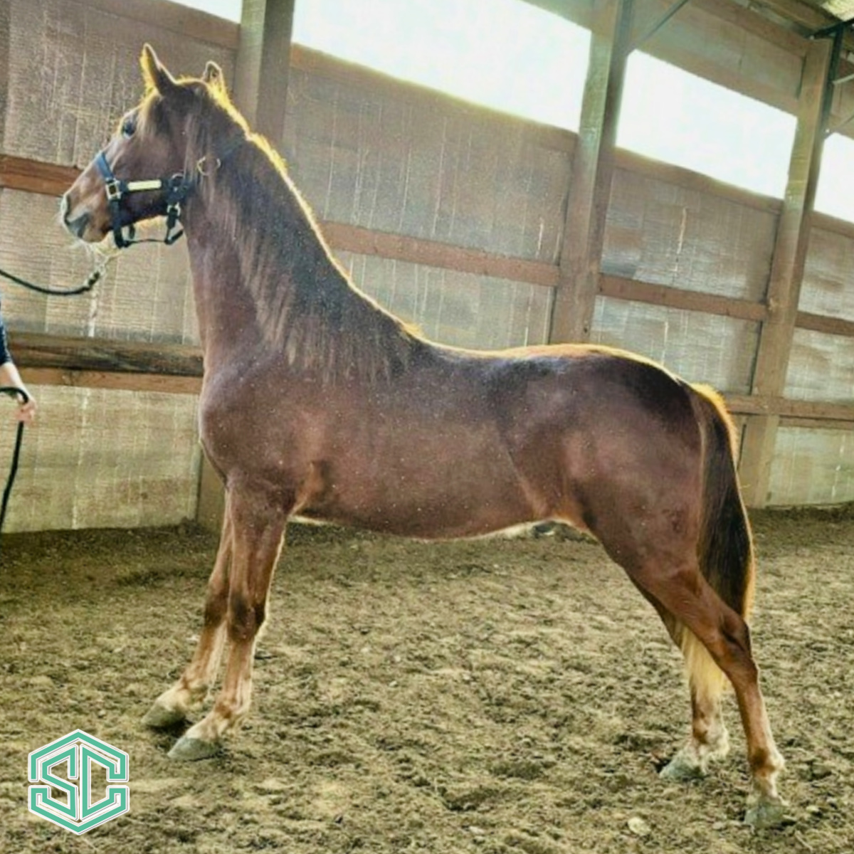 30 Oorah 22300580 – This Big Fall Weanling Gelding Is Sired By Wgc