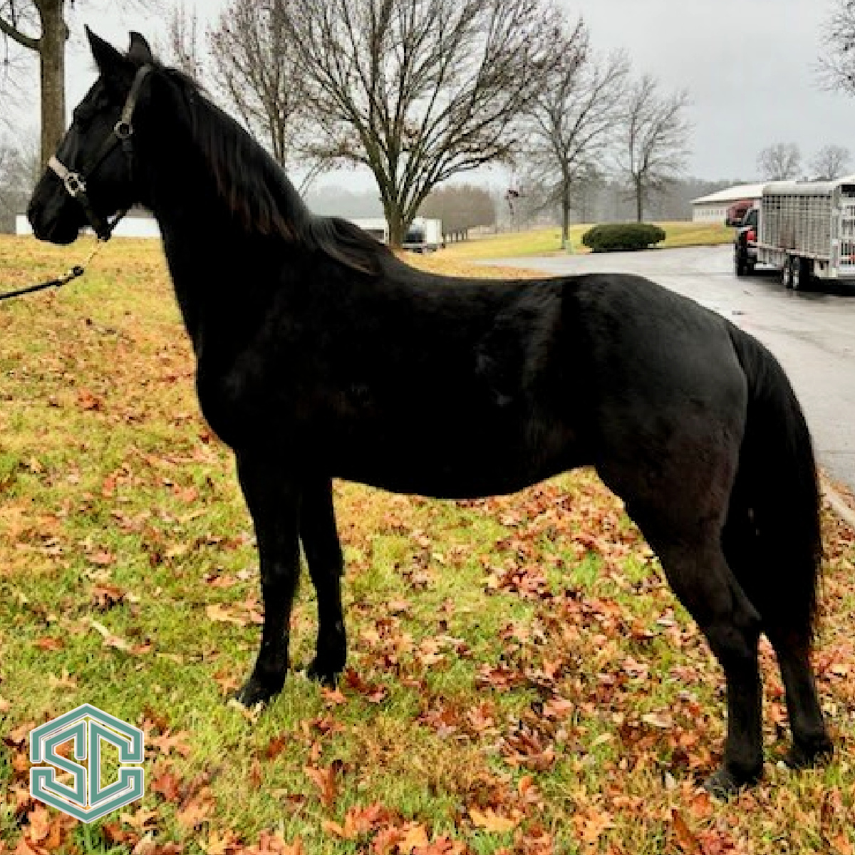 x27-dangerous-night-shade-20611148-a-daughter-of-wgc-the-black