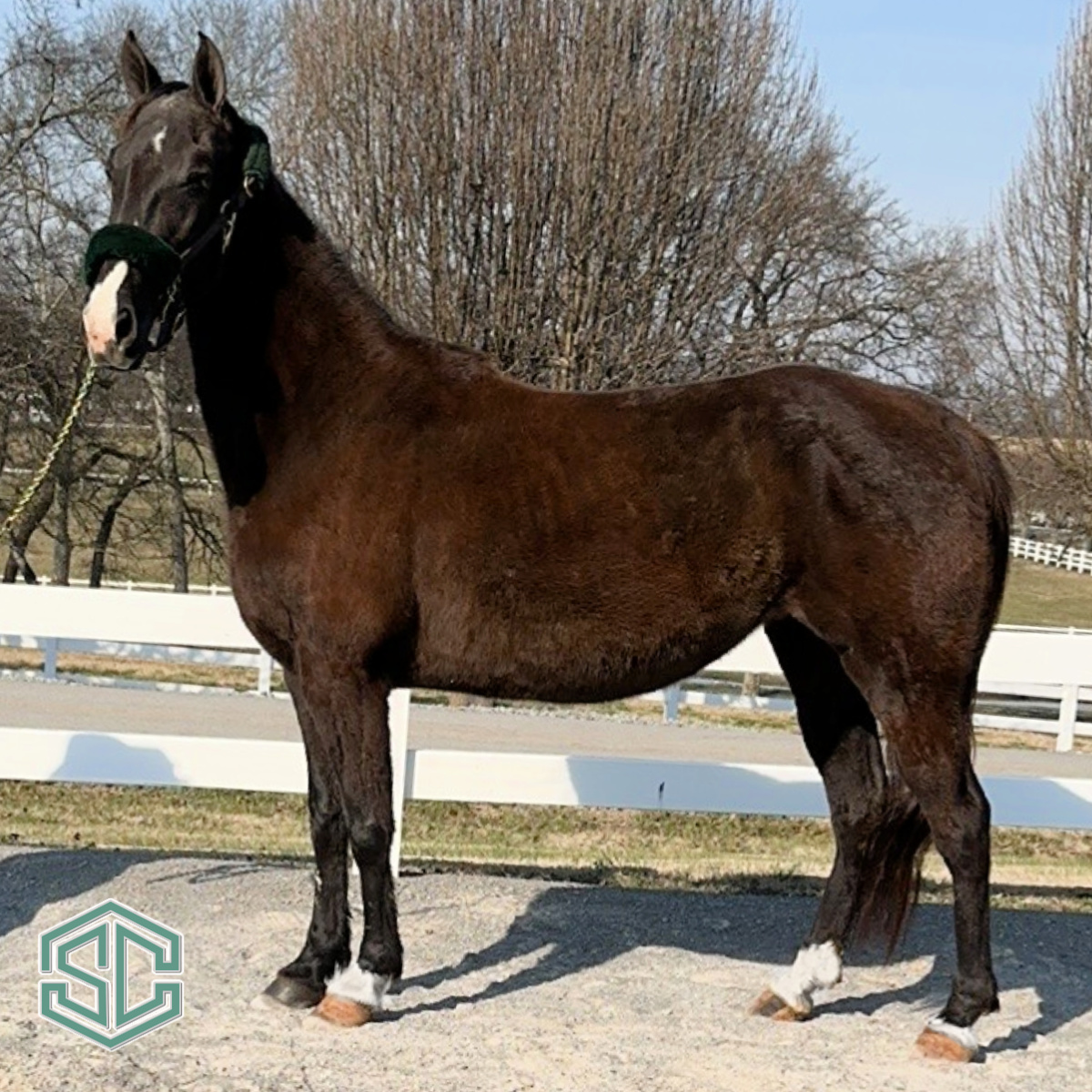 Bad Stallion X06) MISS BAD N BOSSY 21600798 – Former Show mare and a daughter of WGC ...