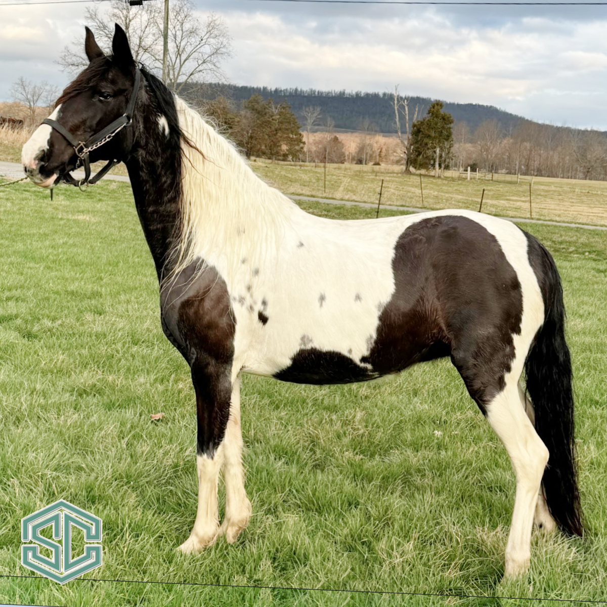 X41) WDS SHE’S REAL FLASHY – A HOMOZYGOUS TOBIANO mare sired by WDS ...