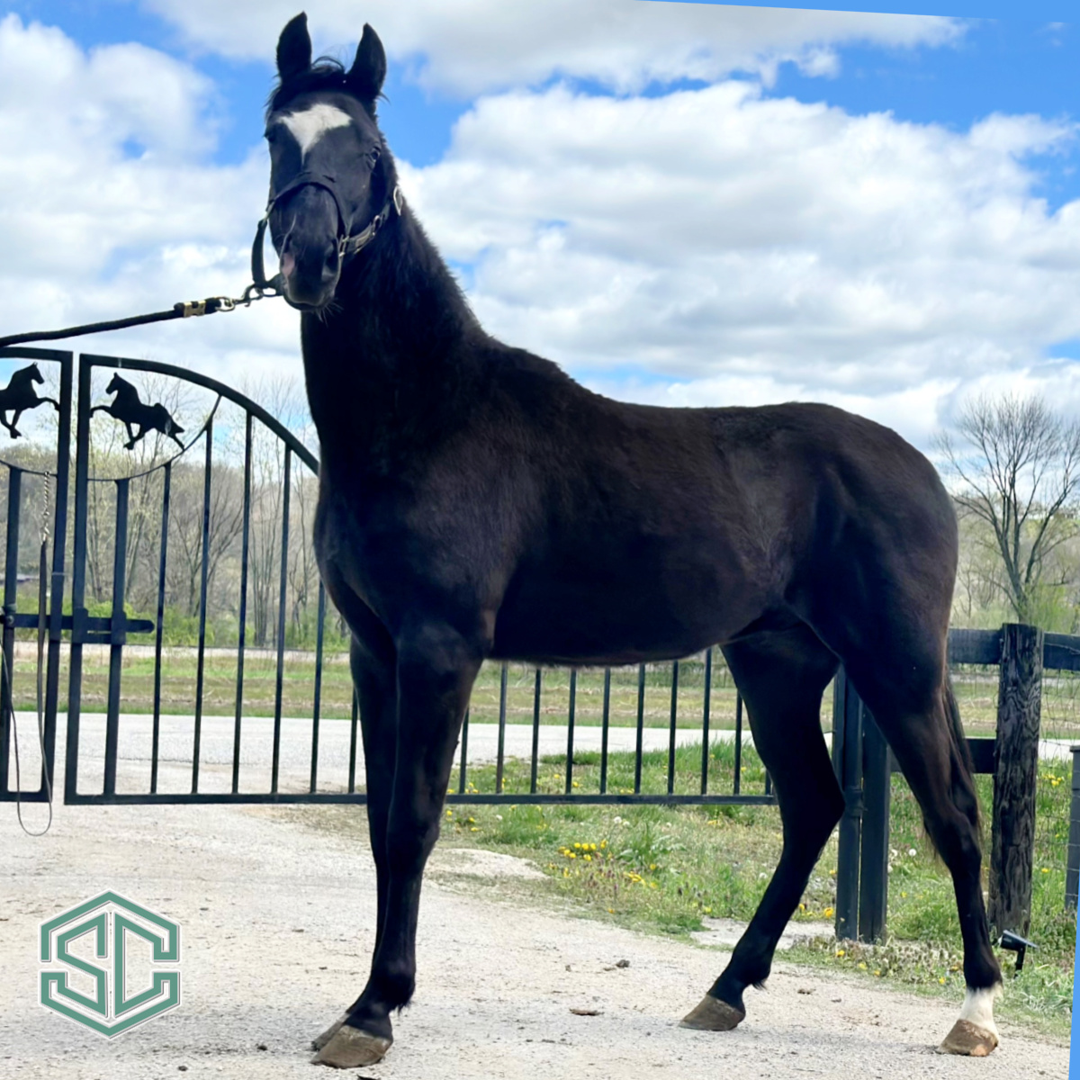 18) BLACK STAR’S JOSE 22300227 – A Fall Yearling son of the great Jose ...