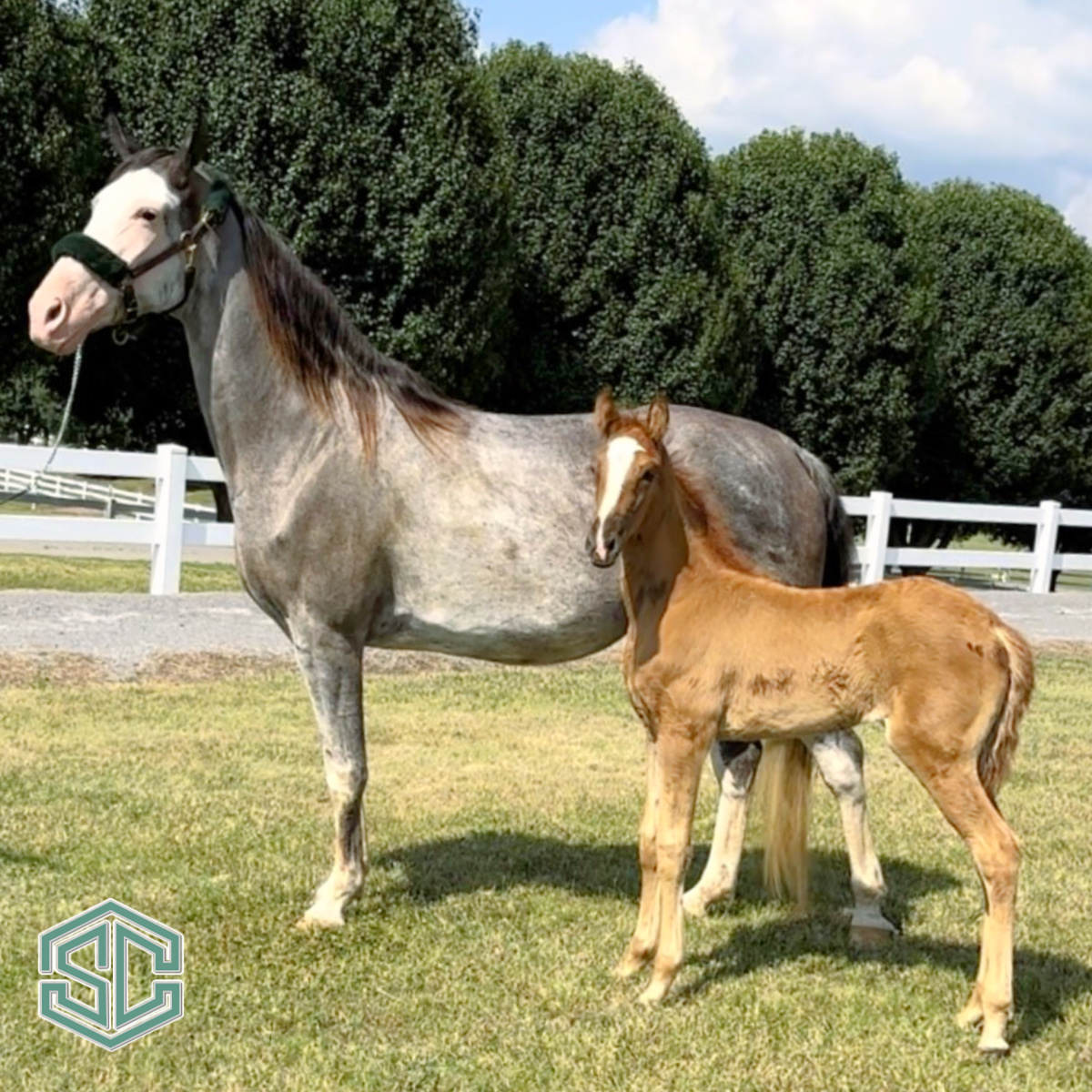 zBIN 32) MELODY OF THE MASTER 21103970 – Former Show mare and daughter ...