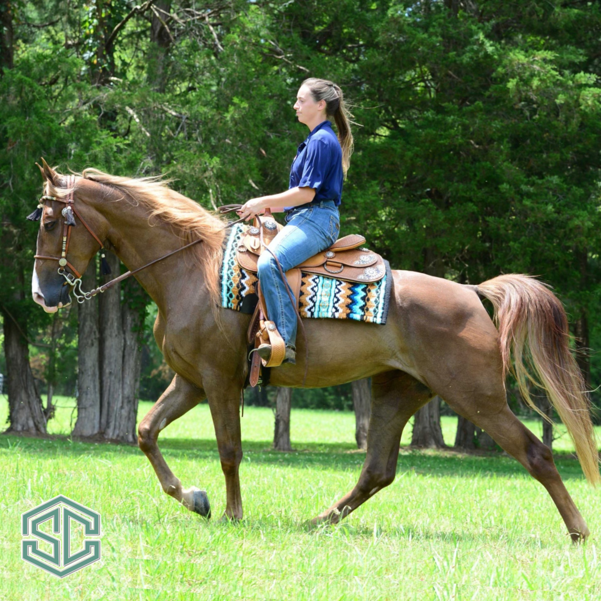 10) RAISE YOUR GLASS 22000260 – A Show Mare sired by The Dixie Lineman ...