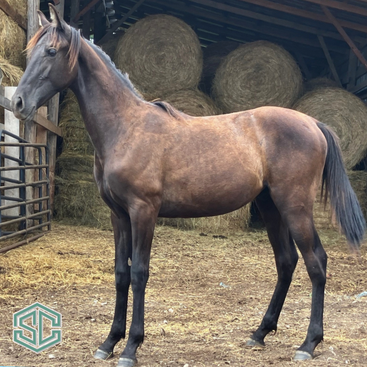 30 Verified Honor – A Grey Yearling Son Of 3x Wgc Justified Honors Out