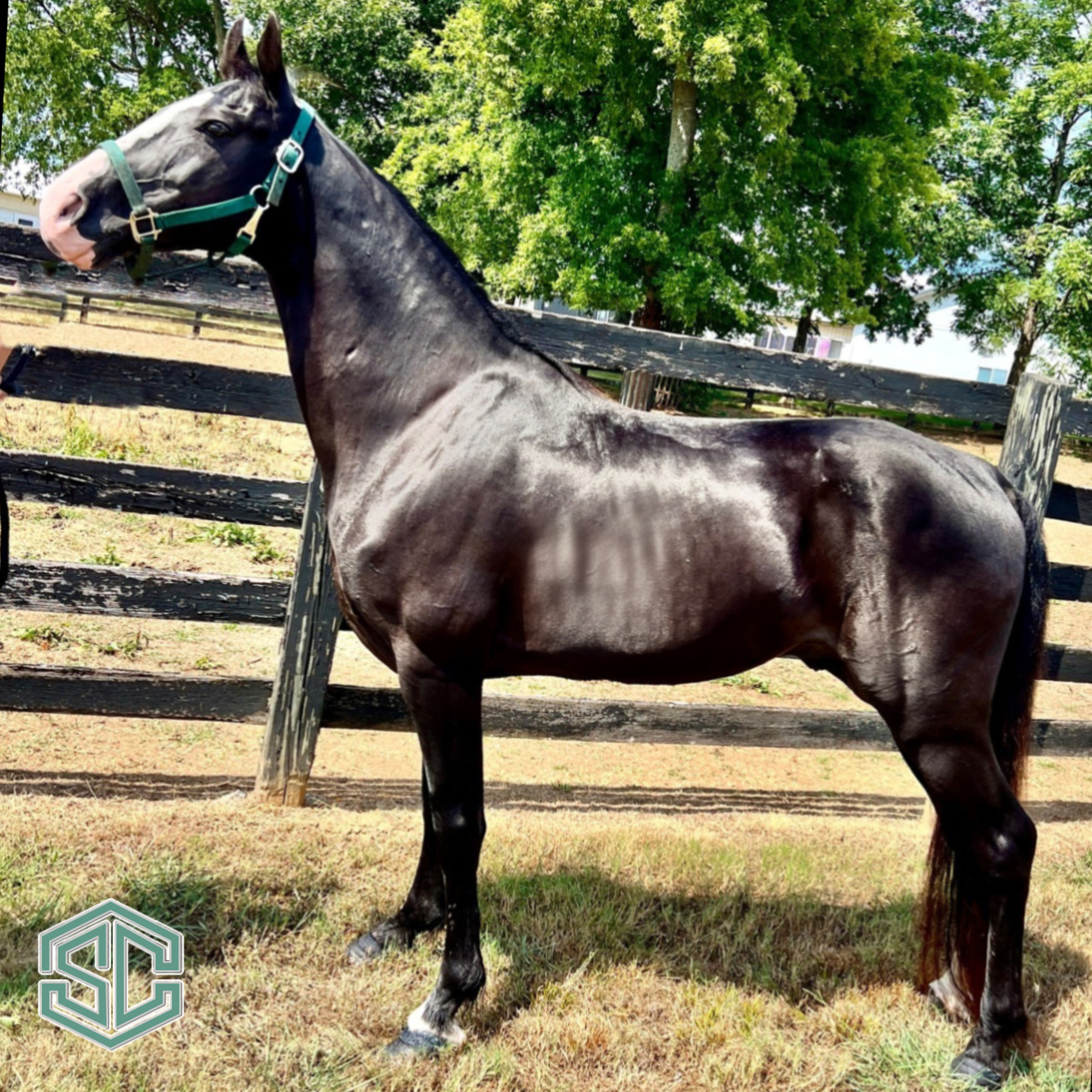 75) ALL AMERICAN MADE 20407076 – BREEDING STALLION – Res. National ...