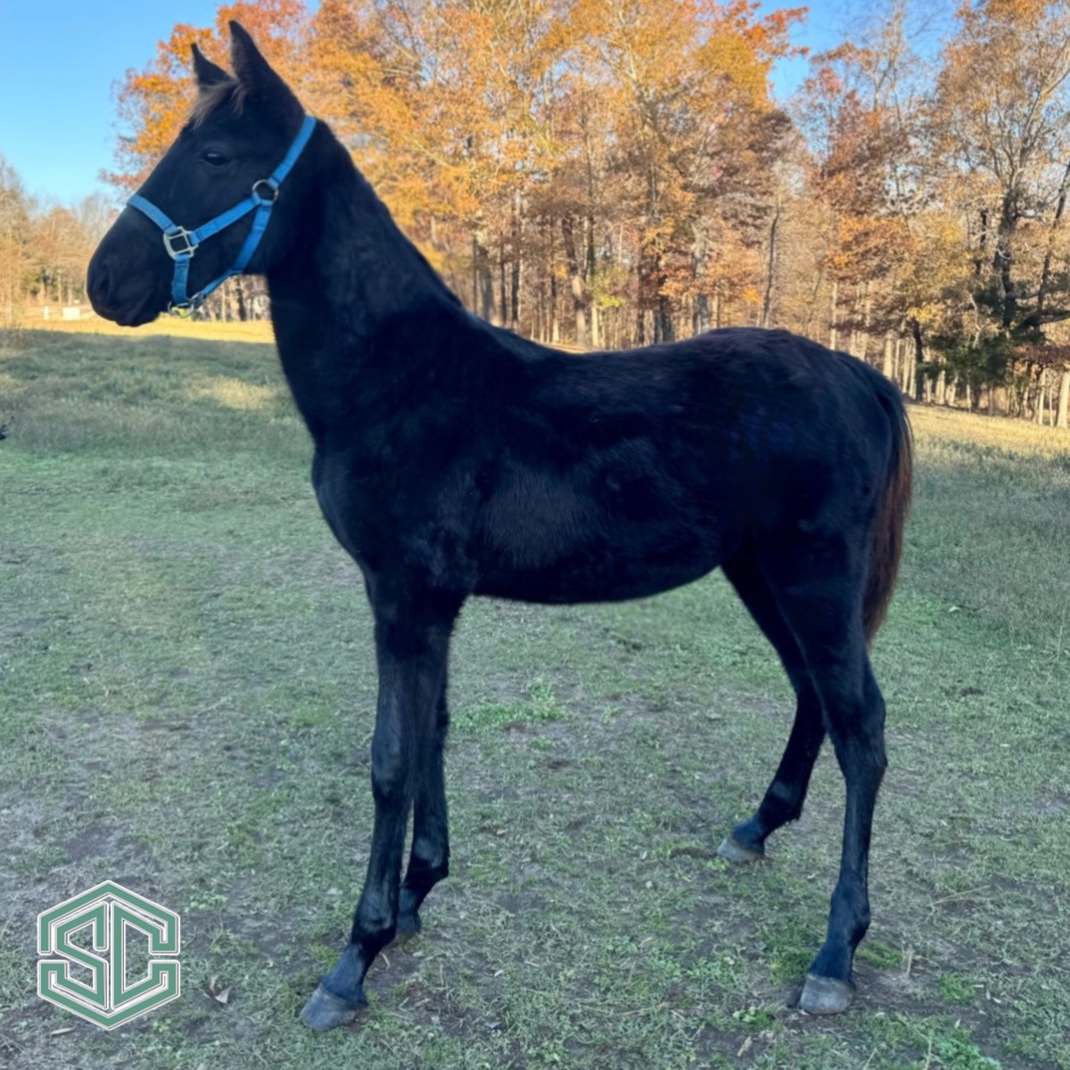 W43) THE MARVELOUS MARVIN 22400897 Sired by WGC Star Of Ritz out of a