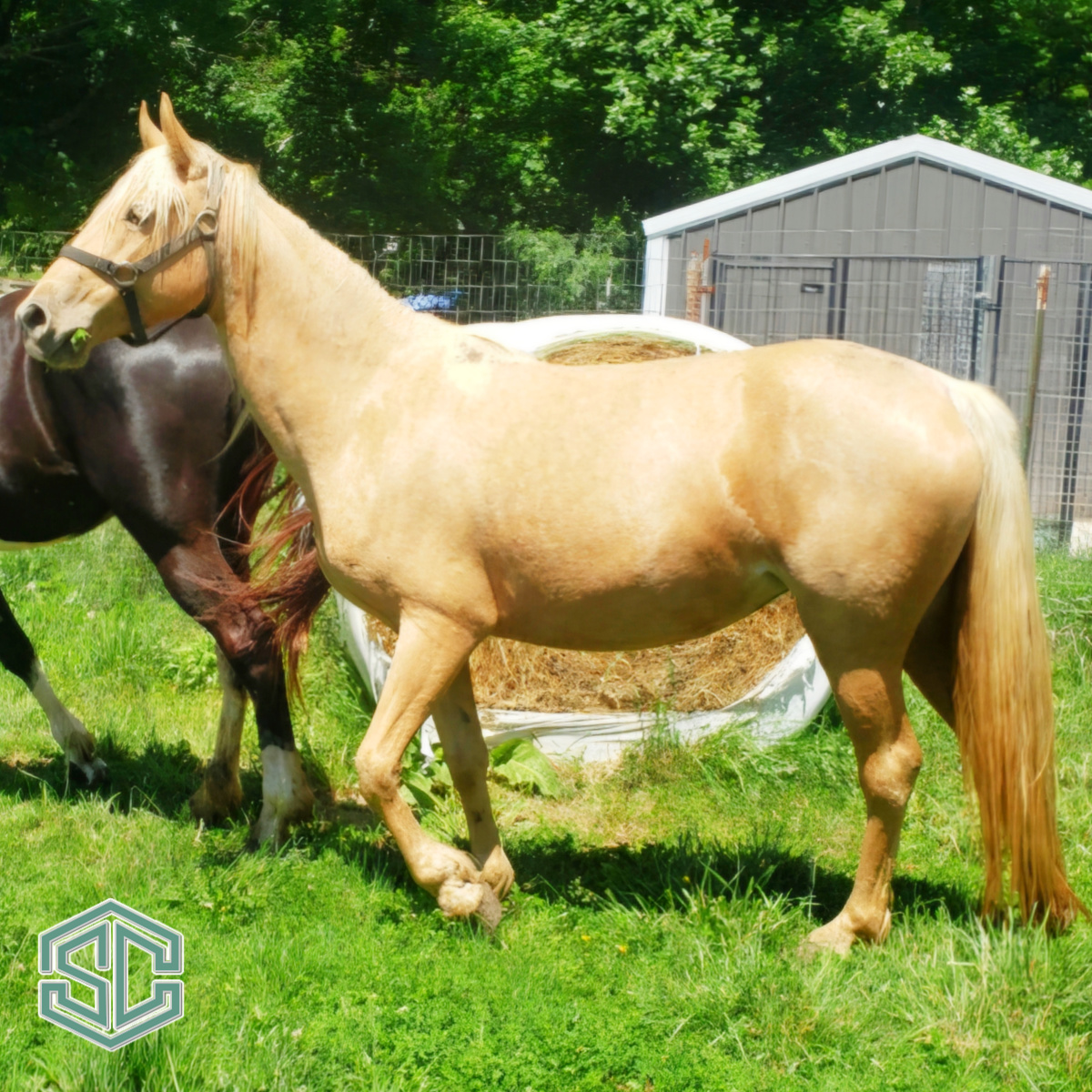 J79) ROCK N ROLL DIVA 22000998 – PALOMINO daughter of He’s A Golden ...