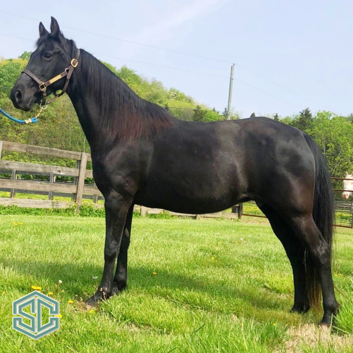 23) JOSE’S JOSETTE 20800947 – A daughter of the great Jose’ Jose; and ...