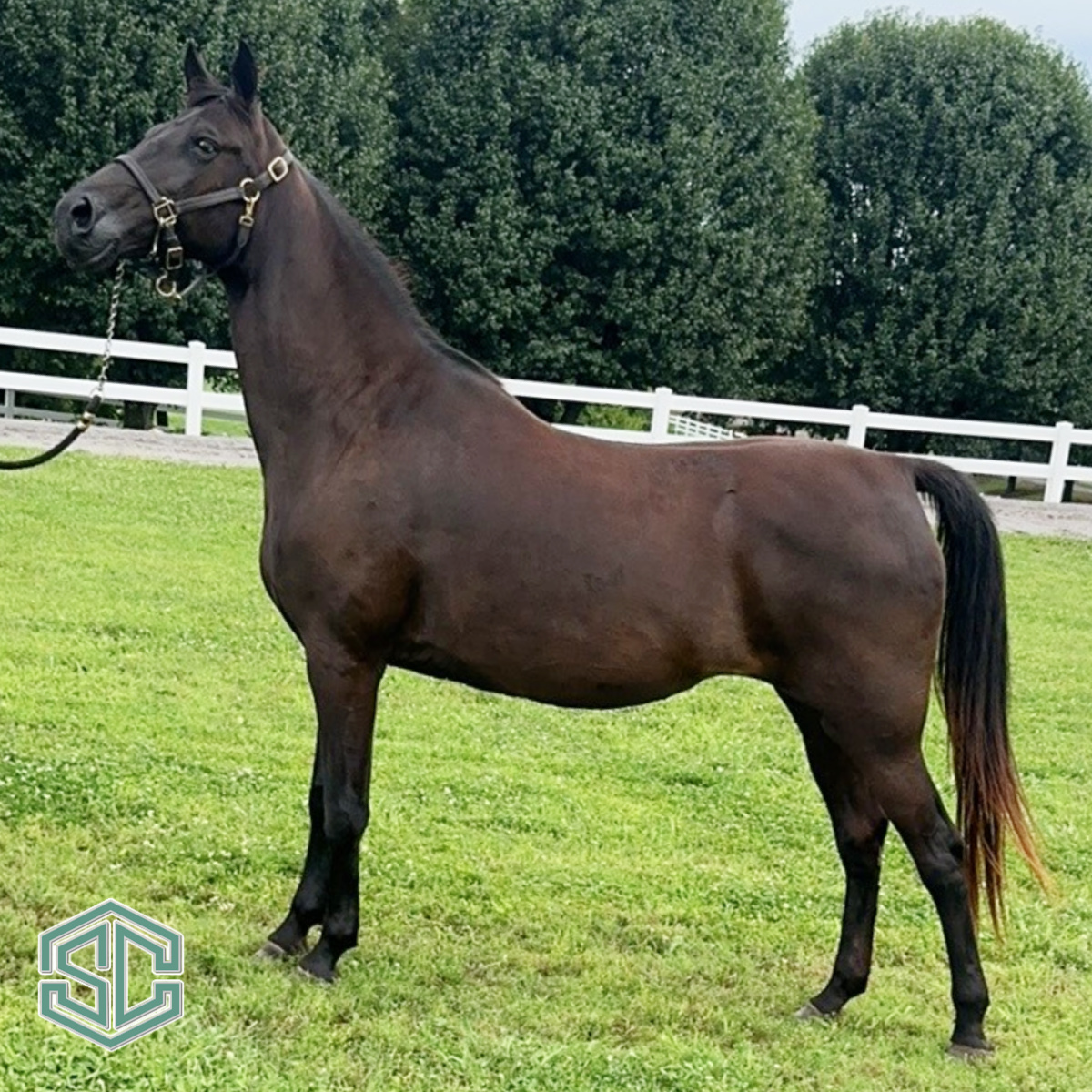 45) JOSE’S SUMMER DREAM 20904459 – A Daughter of the great Jose’ Jose ... 45) JOSE’S SUMMER DREAM 20904459 – A Daughter of the great Jose’ Jose ...