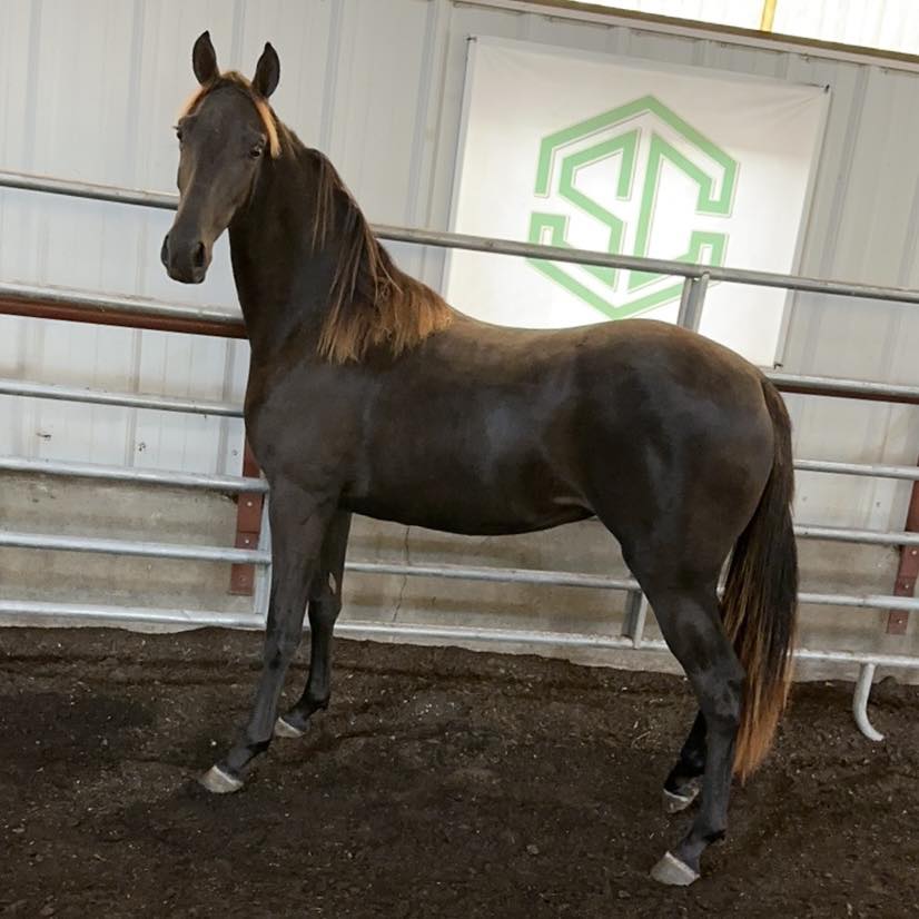 66) ONE PRETTY DREAM – A Waymaker X M-One Jazz - Sugar Creek