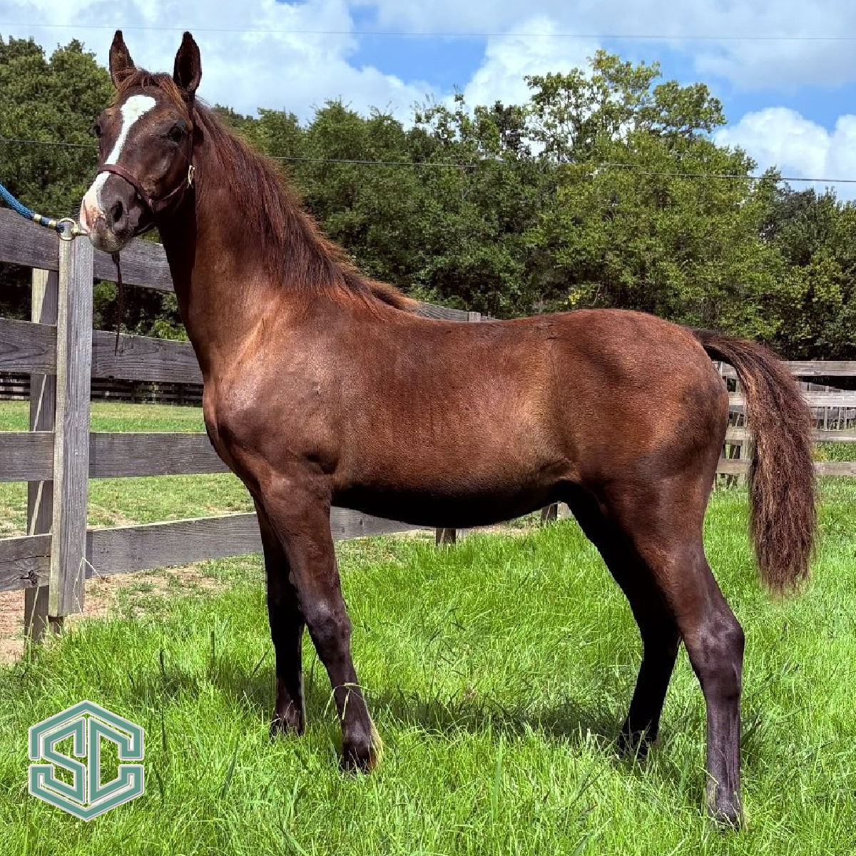 W41) BUZZ 22501000 – LEAD LINE PONY PROSPECT!!!Sired by Little Mista ...