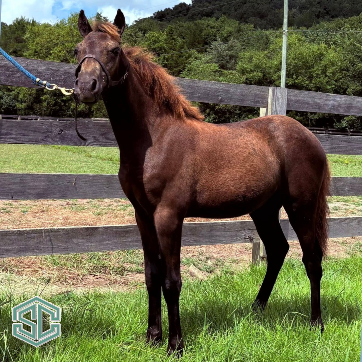 W53) MISTA JACK BLACK – LEAD LINE PONY PROSPECT!!!Sired by Little Mista ...