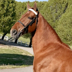 TENNESSEE STATE LINE